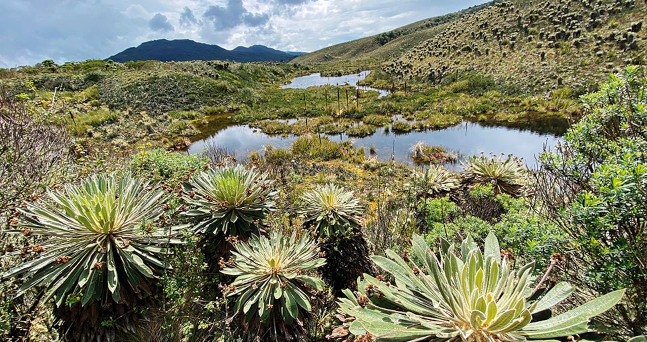 El reto más grande del río nace porque el 97 por ciento de sus aguas se encuentran contaminadas. Únicamente hay 11 kilómetros de aguas cristalinas cerca del Páramo de Guacheneque, en el municipio de Villapinzón, Cundinamarca.