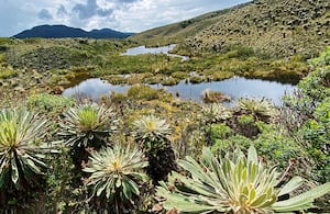 El reto más grande del río nace porque el 97 por ciento de sus aguas se encuentran contaminadas. Únicamente hay 11 kilómetros de aguas cristalinas cerca del Páramo de Guacheneque, en el municipio de Villapinzón, Cundinamarca.