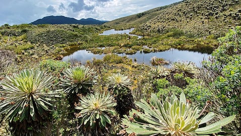 El reto más grande del río nace porque el 97 por ciento de sus aguas se encuentran contaminadas. Únicamente hay 11 kilómetros de aguas cristalinas cerca del Páramo de Guacheneque, en el municipio de Villapinzón, Cundinamarca.