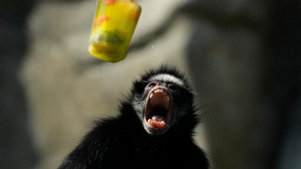 Las paletas heladas son parte del programa de bienestar de los monos. Les brindan confort térmico, y diseminar las paletas en distintos sitios también estimula su necesidad conductual de buscar comida.