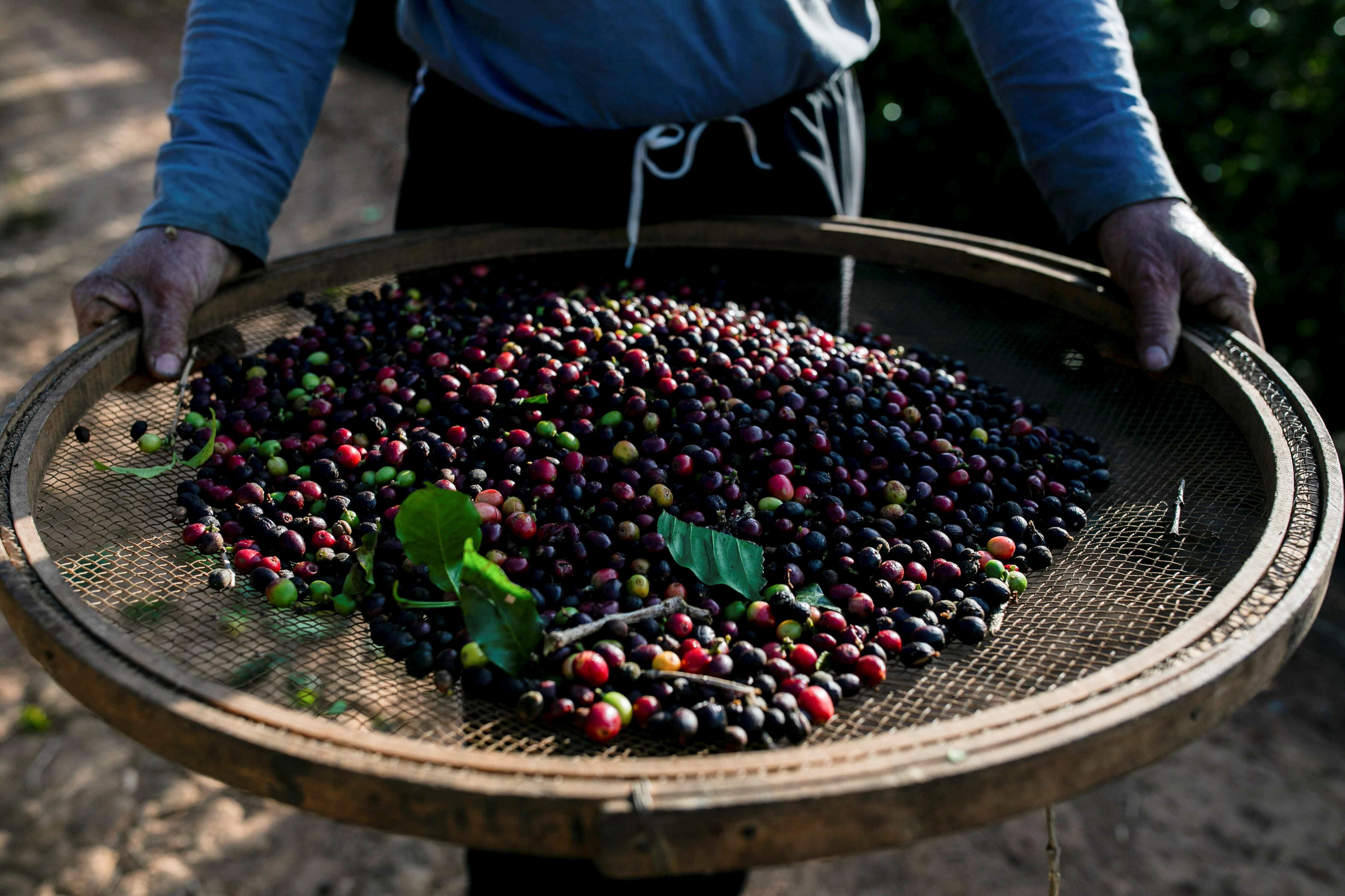 Un trabajador sostiene un tamiz con cerezas de café en una finca. REUTERS / Roosevelt Cassio / Foto de archivo