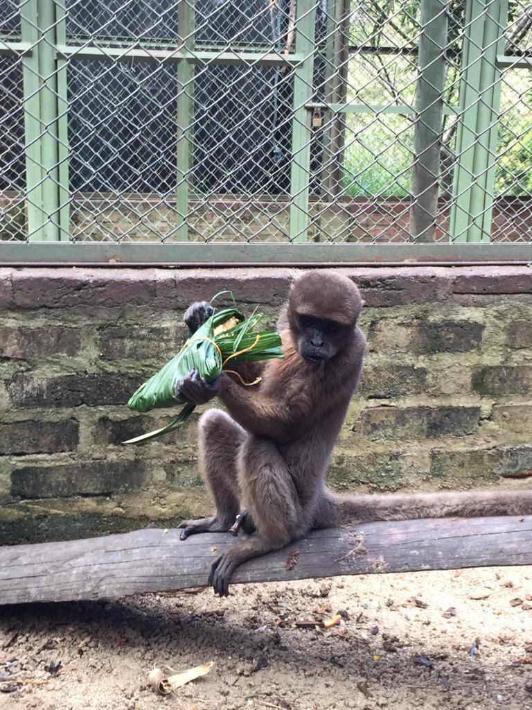 En esta reserva solo habitan dos individuos liberados en proceso de investigación anteriores