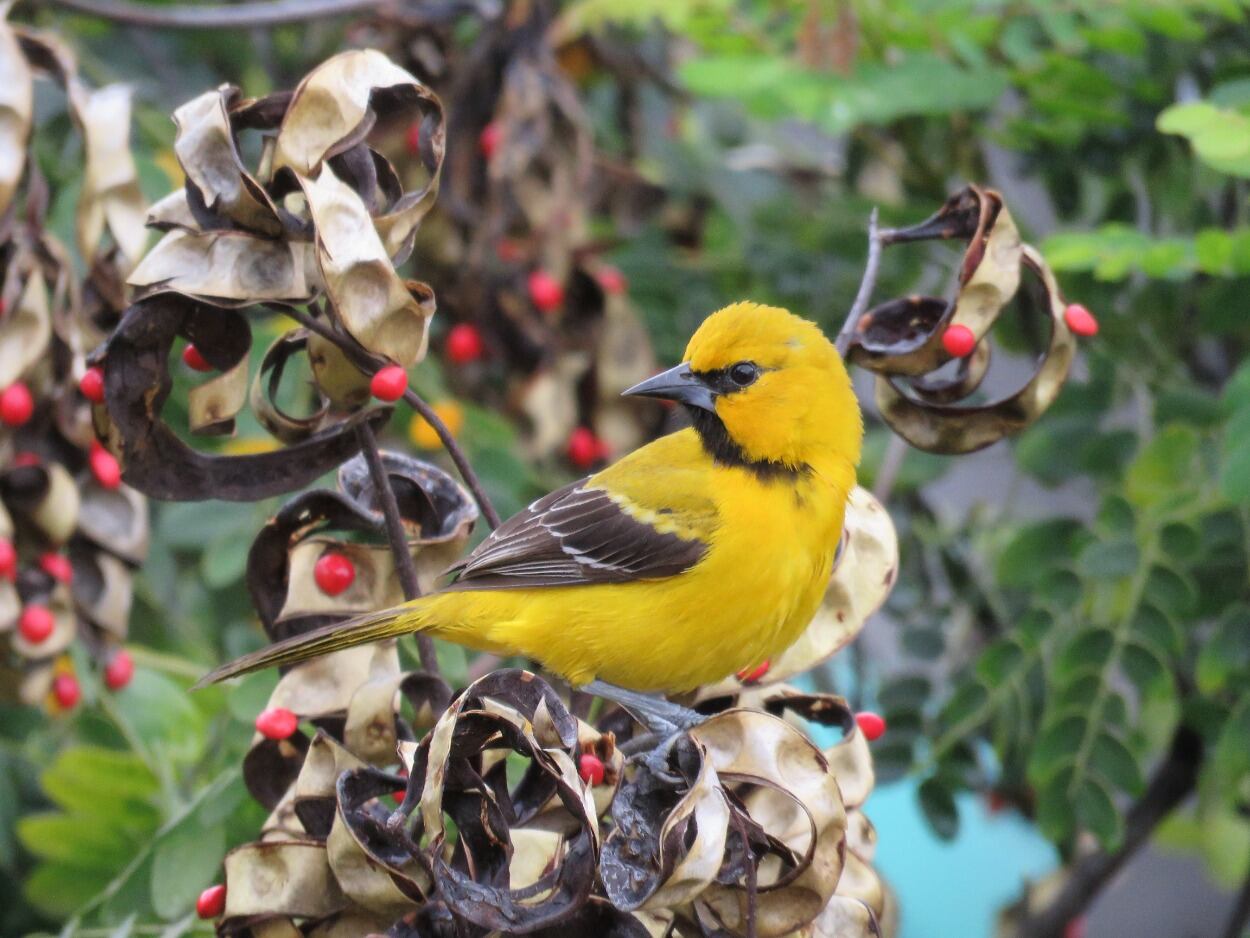Los amantes de lo natural tienen el escenario ideal para el avistamiento de aves, de hecho, en la ciudad hay 562 especies que pueden ser apreciadas.