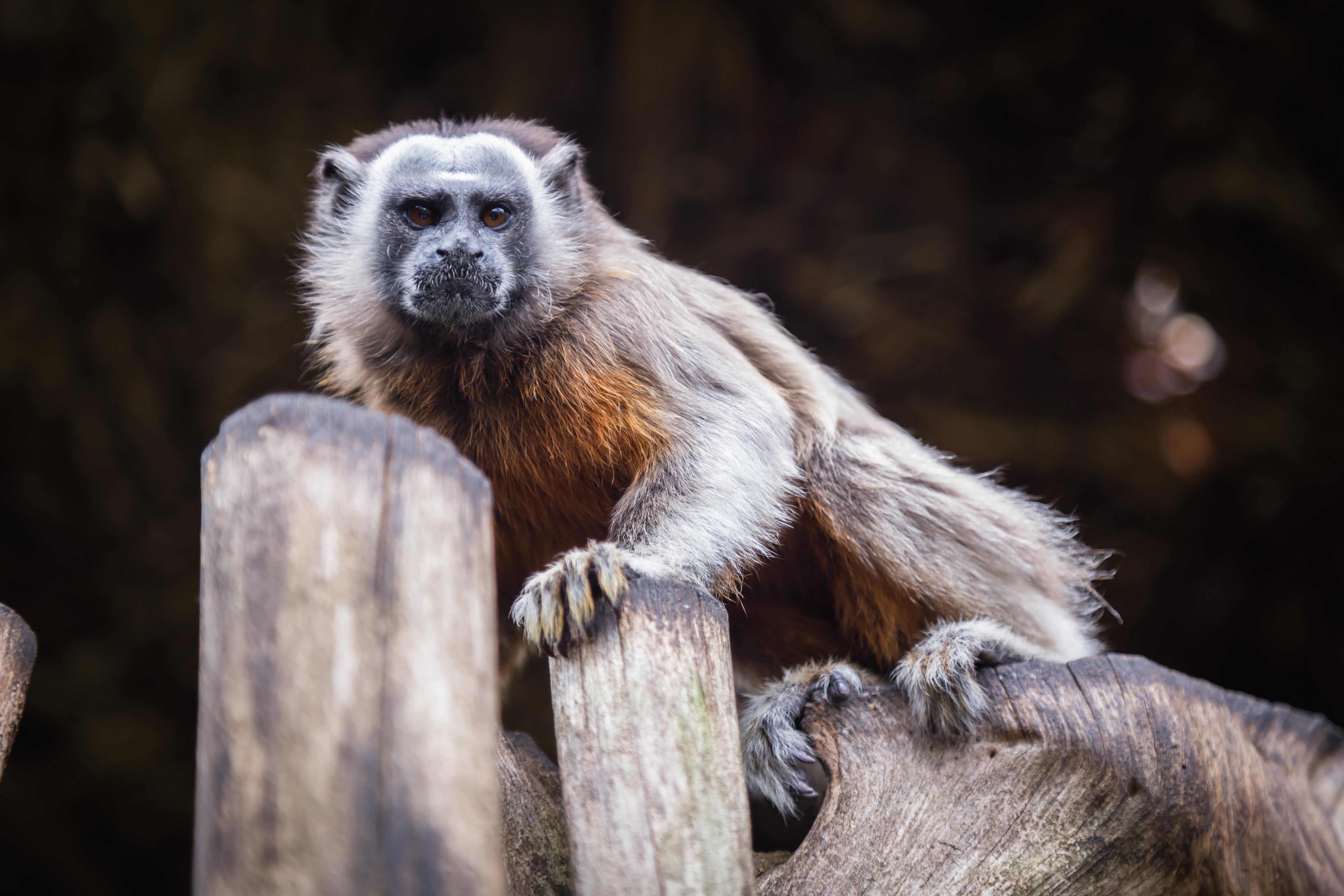 El  tití gris está priorizado en los programas de conservación.