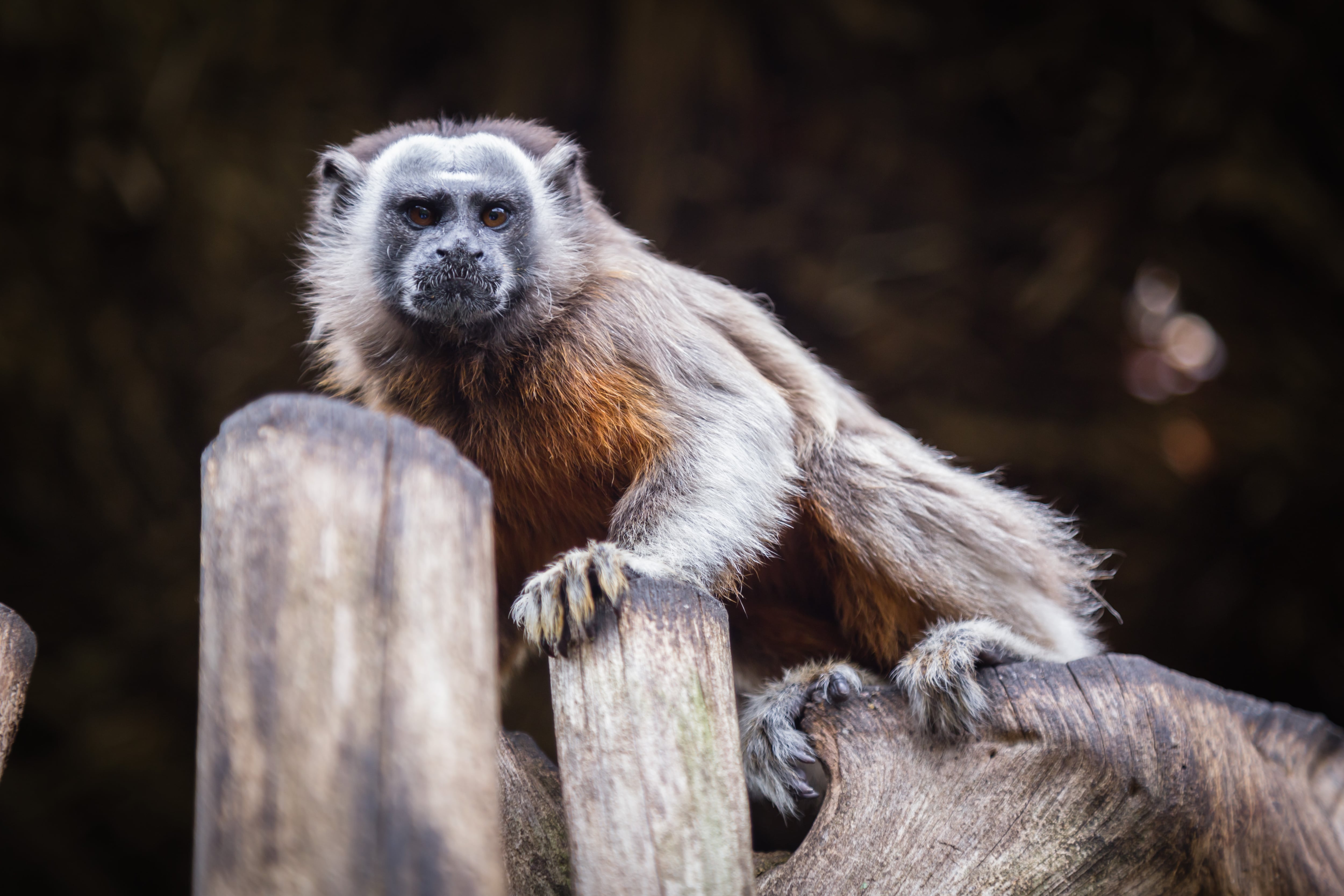 El  tití gris está priorizado en los programas de conservación.