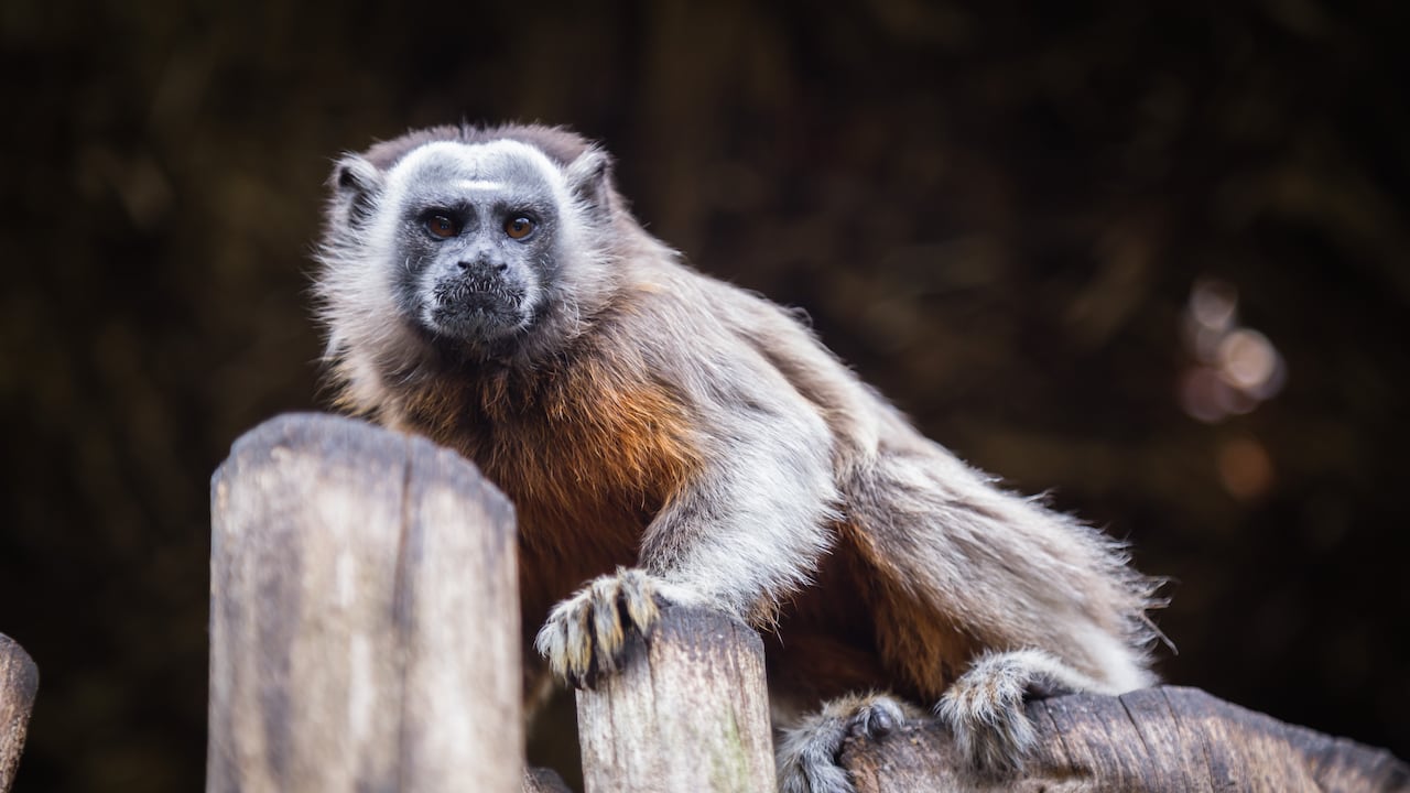 El tití gris está priorizado en los programas de conservación.