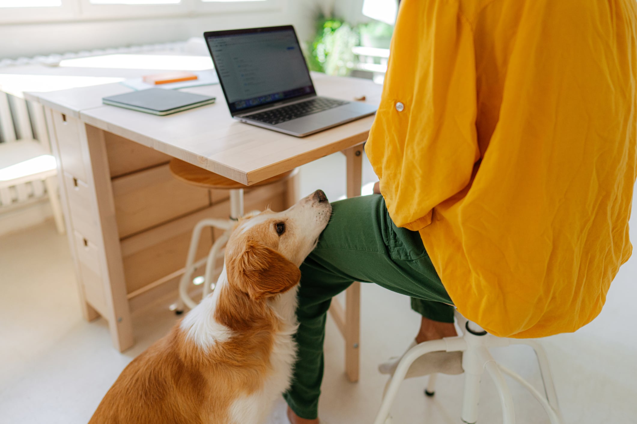 ¿Cómo hacer home office teniendo una mascota en casa?
