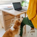¿Cómo hacer home office teniendo una mascota en casa?