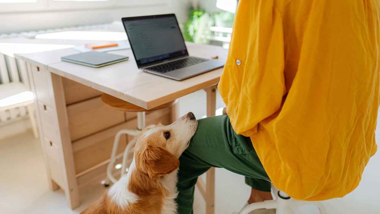 En el 'home office', mantener una rutina evita que la mascota pida atención constante, ya que comprenderá cuándo llegarán los tiempos para ella.
