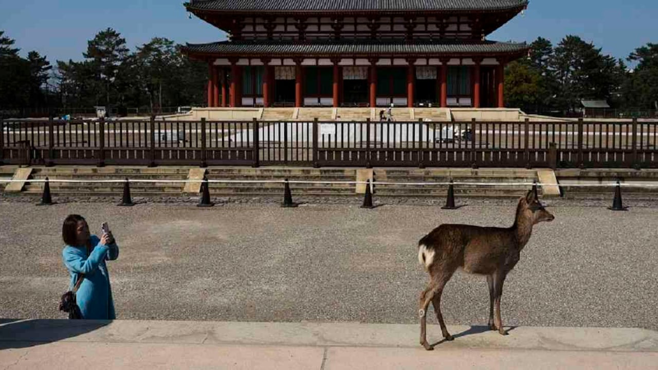 Cerca de 1.000 ciervos aprovecharon el confinamiento para pasearse tranquilamente por las calles y templos de Nara, antigua capital de Japón. Foto: AP