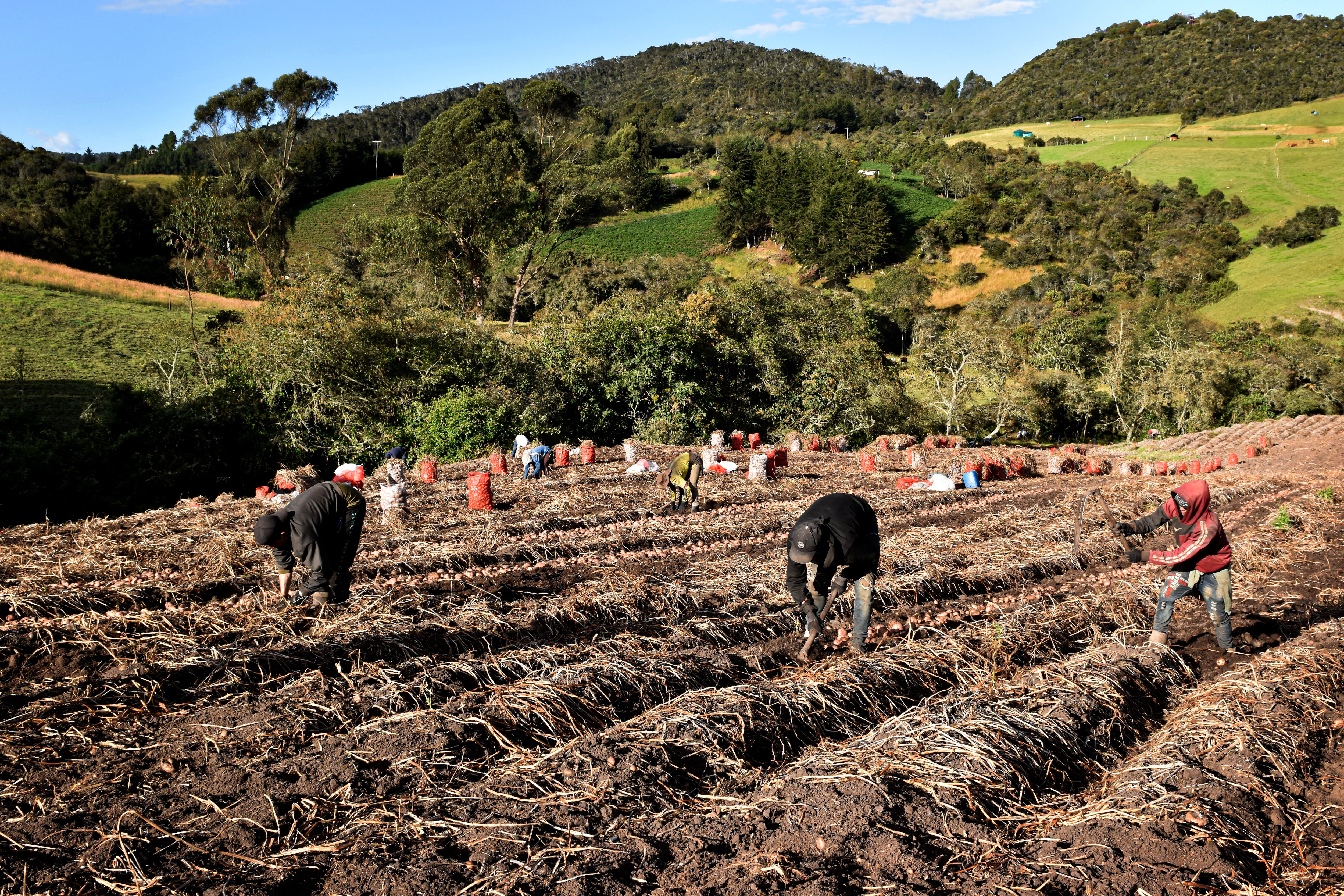 AGRICULTURA PAPA
CULTIVOS DE PAPA EN LA CALERA,