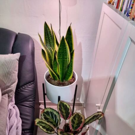 Sansevieria