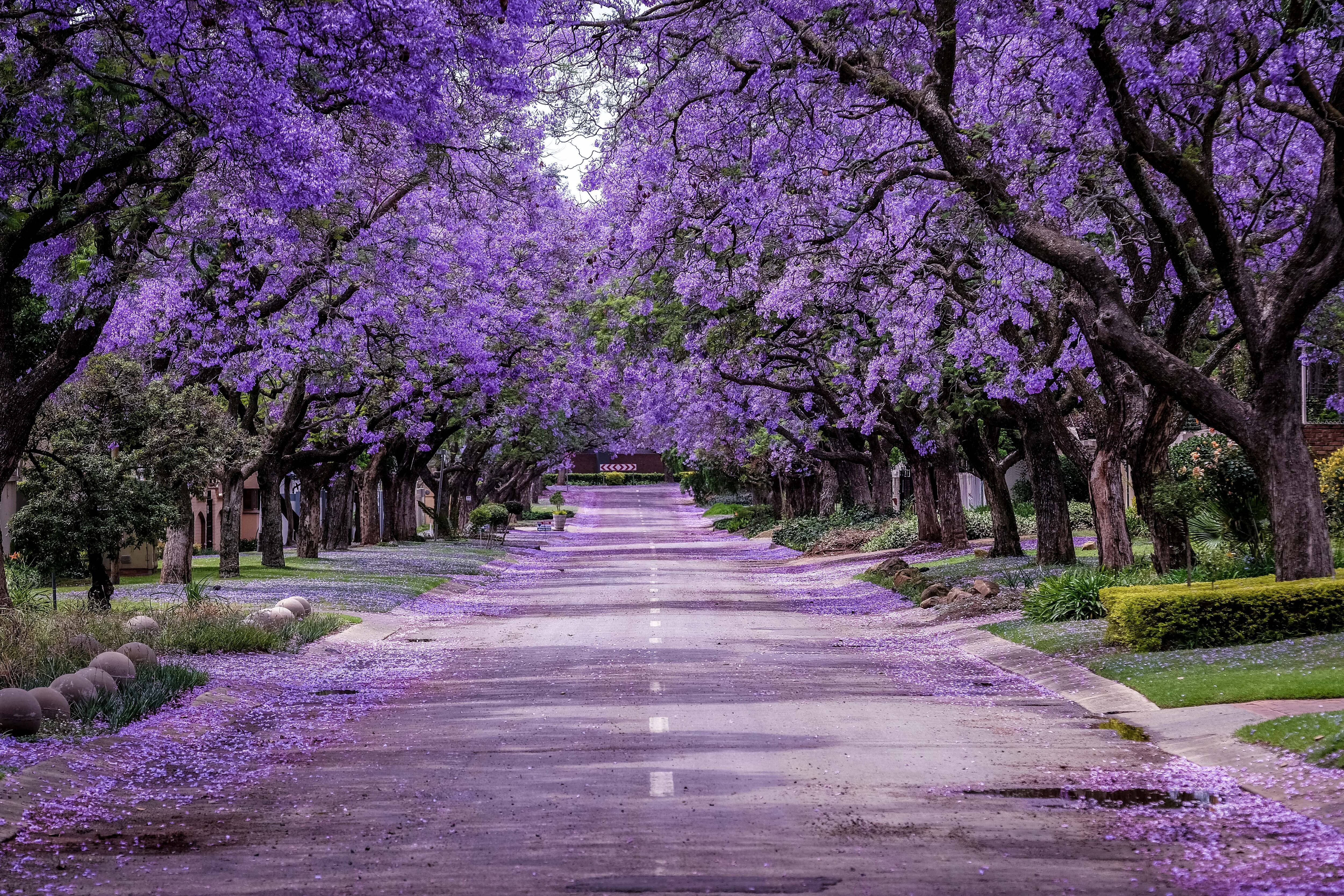 Jacarandas - Getty Images