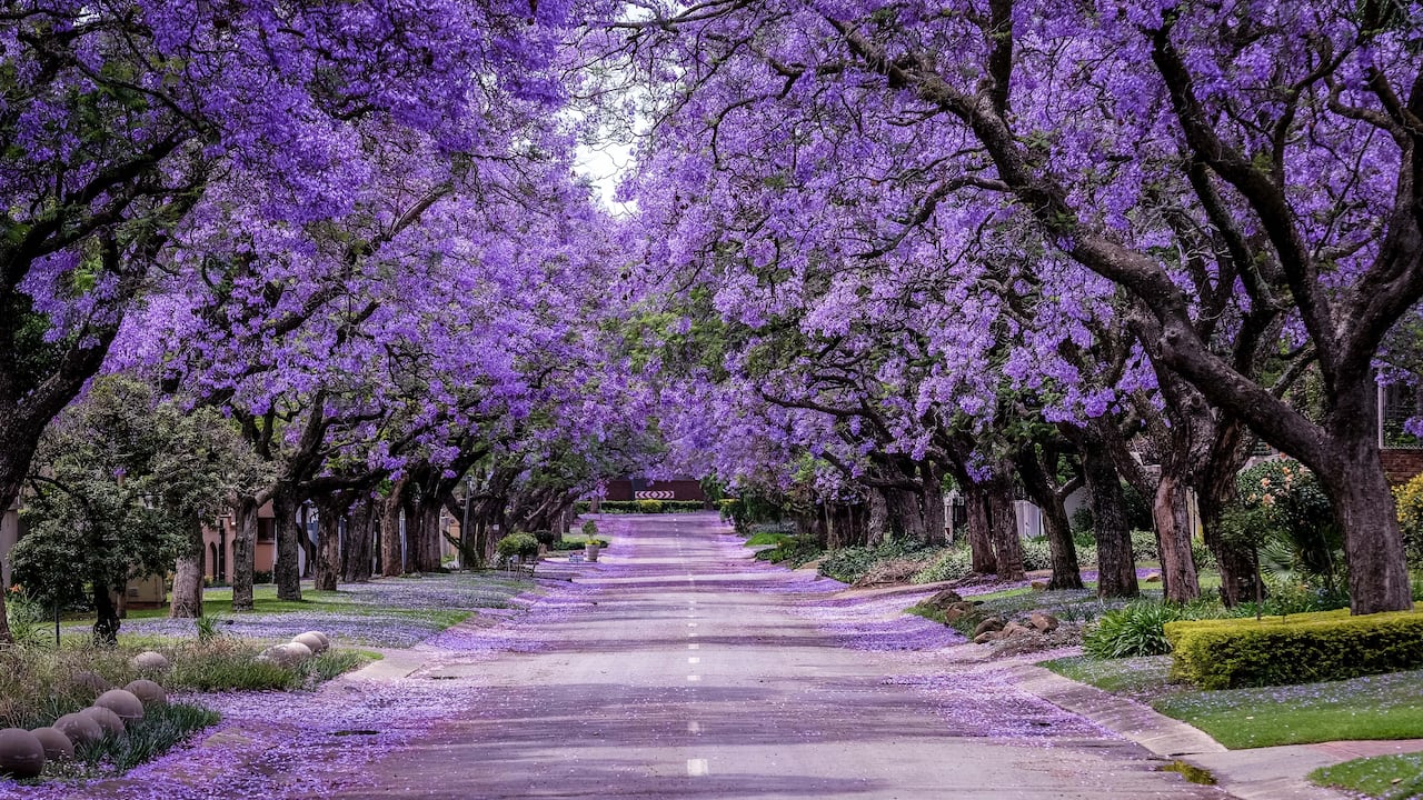 Jacarandas - Getty Images