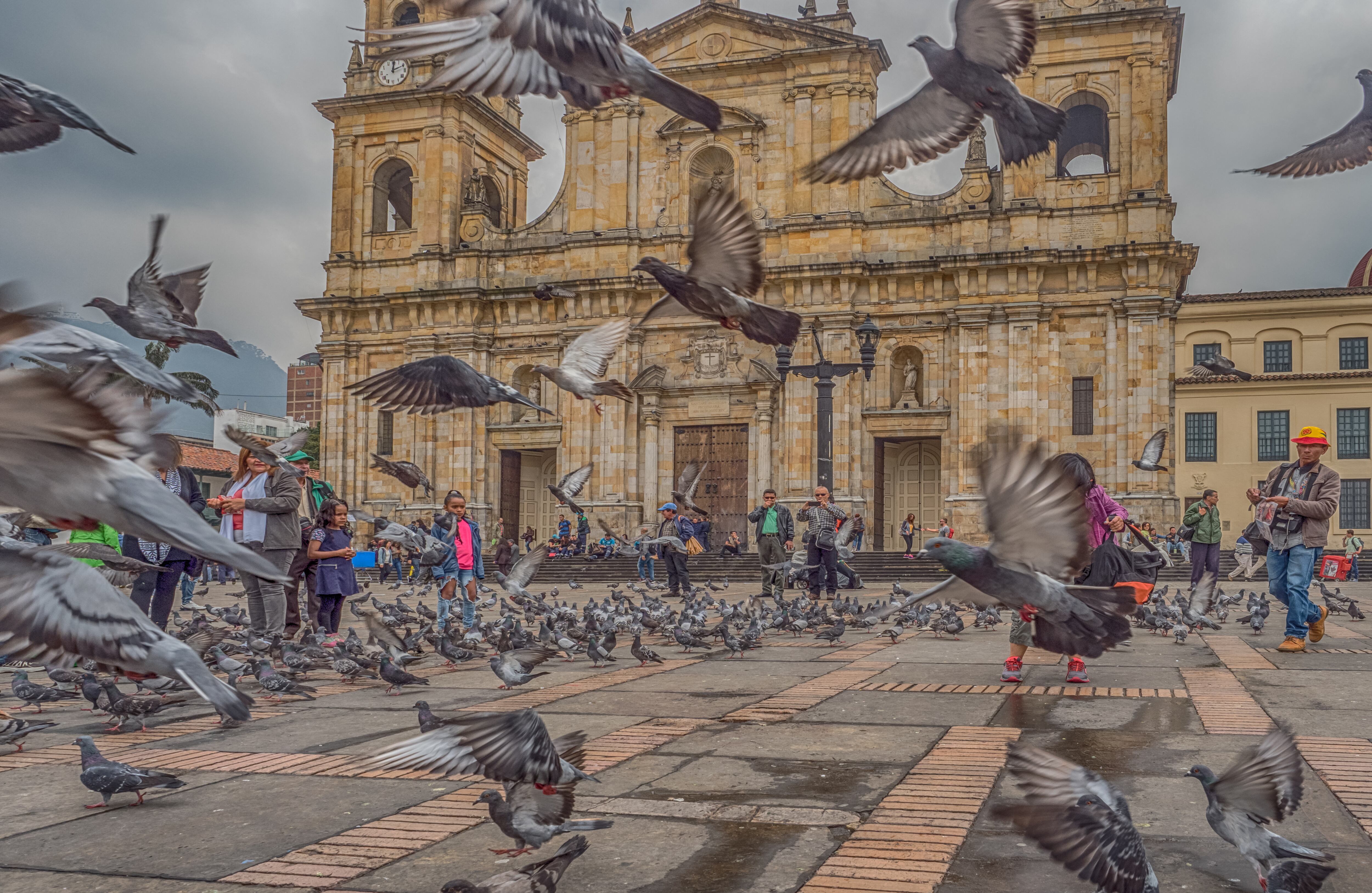 Por naturaleza a las palomas les gusta estar en las plazas porque son espacios abiertos y de fácil acceso. Cuando una zona alberga más de 50 de estas aves se cataloga como punto crítico de concentración. En Bogotá se han definido al menos seis. Solo en la Plaza de Bolívar hay actualmente unas 600, cifra que excede los límites con respecto a otras especies de avifauna silvestre urbana.