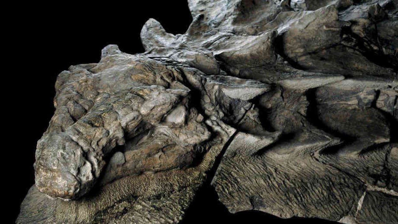 Cortesía National Geographic