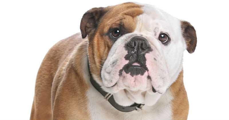 La experta no recomienda a los bulldogs por la probabilidad que tiene con respecto a enfermedades.