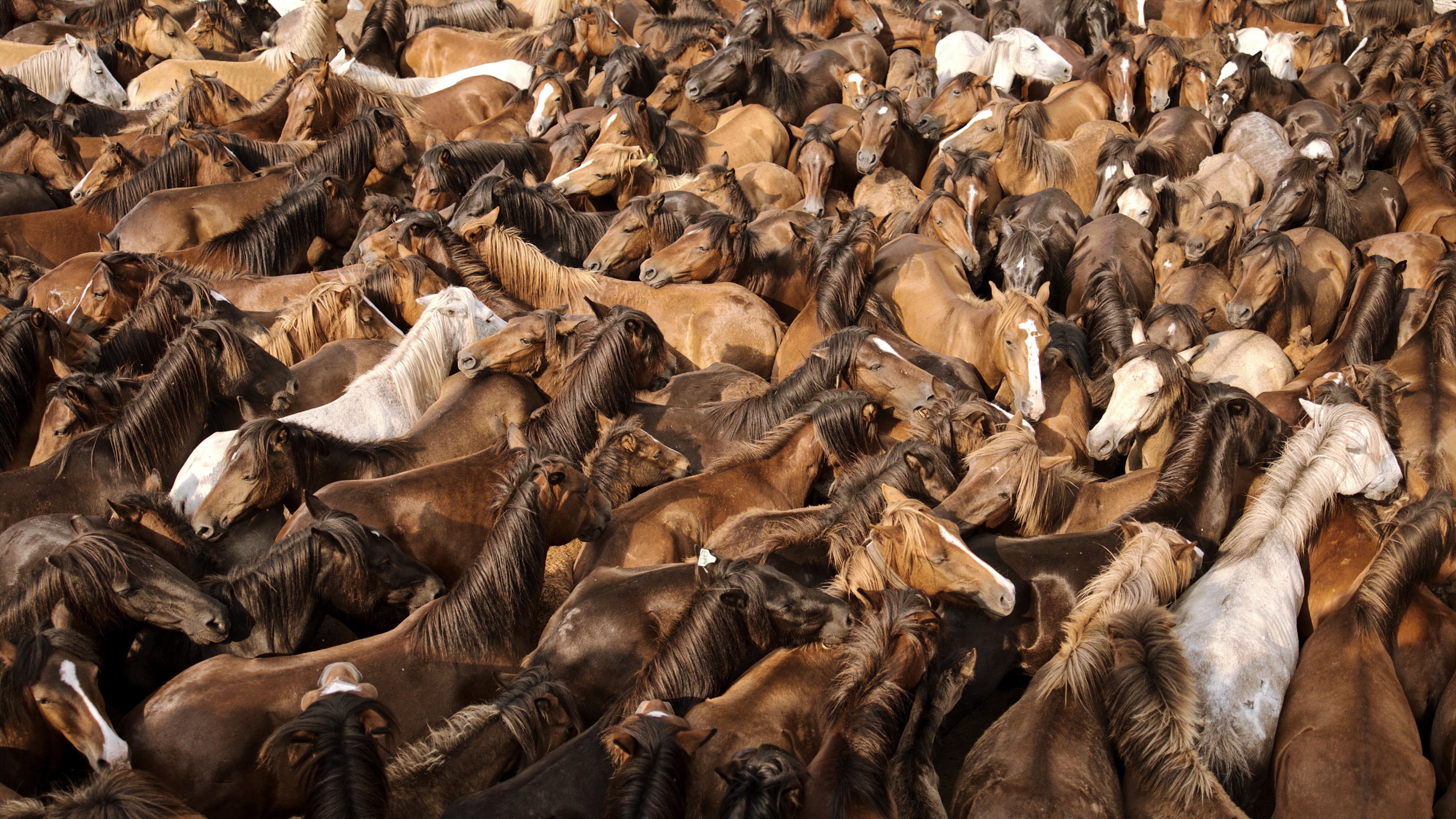 'Fillos do vento: A Rapa' (2025)