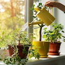 Hay plantas que se relacionan con la buena suerte.