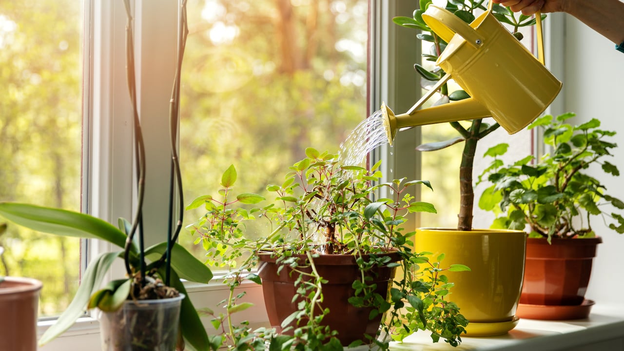 Hay plantas que se relacionan con la buena suerte.