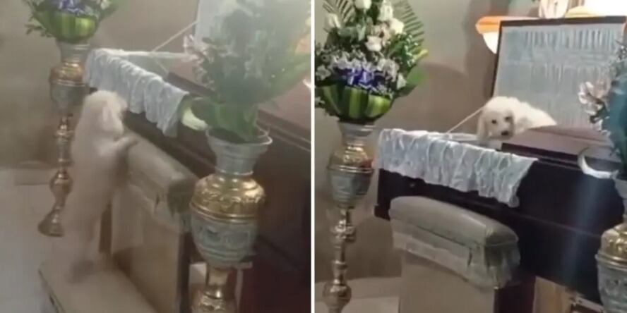El perro, que había sido su compañero constante, mostró su afecto de una manera inusitada al subirse al ataúd y permanecer allí.