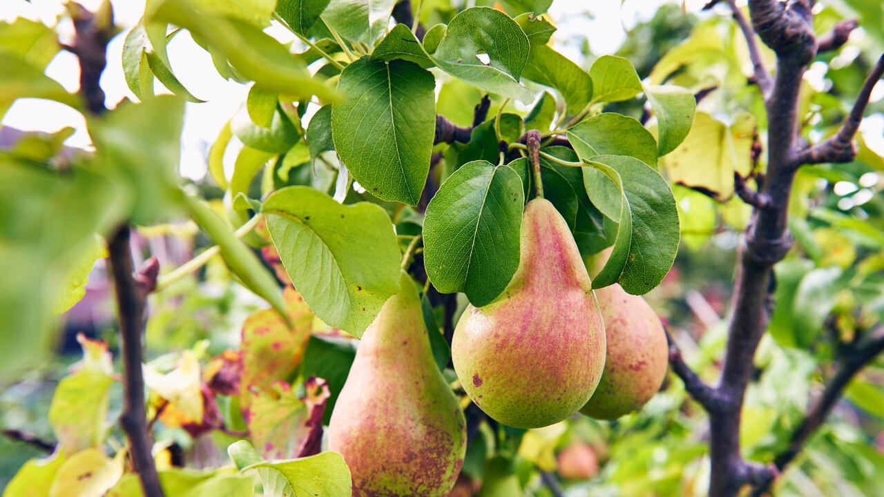 Este alimento es muy utilizado en las ensaladas de frutas por su sabor dulce.