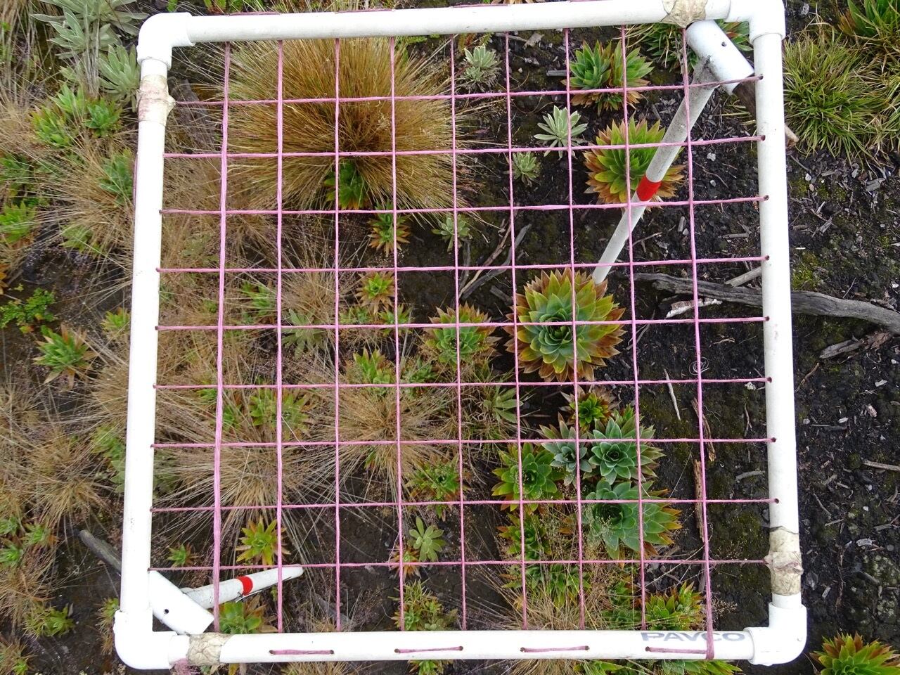 Paepalanthus columbiensis