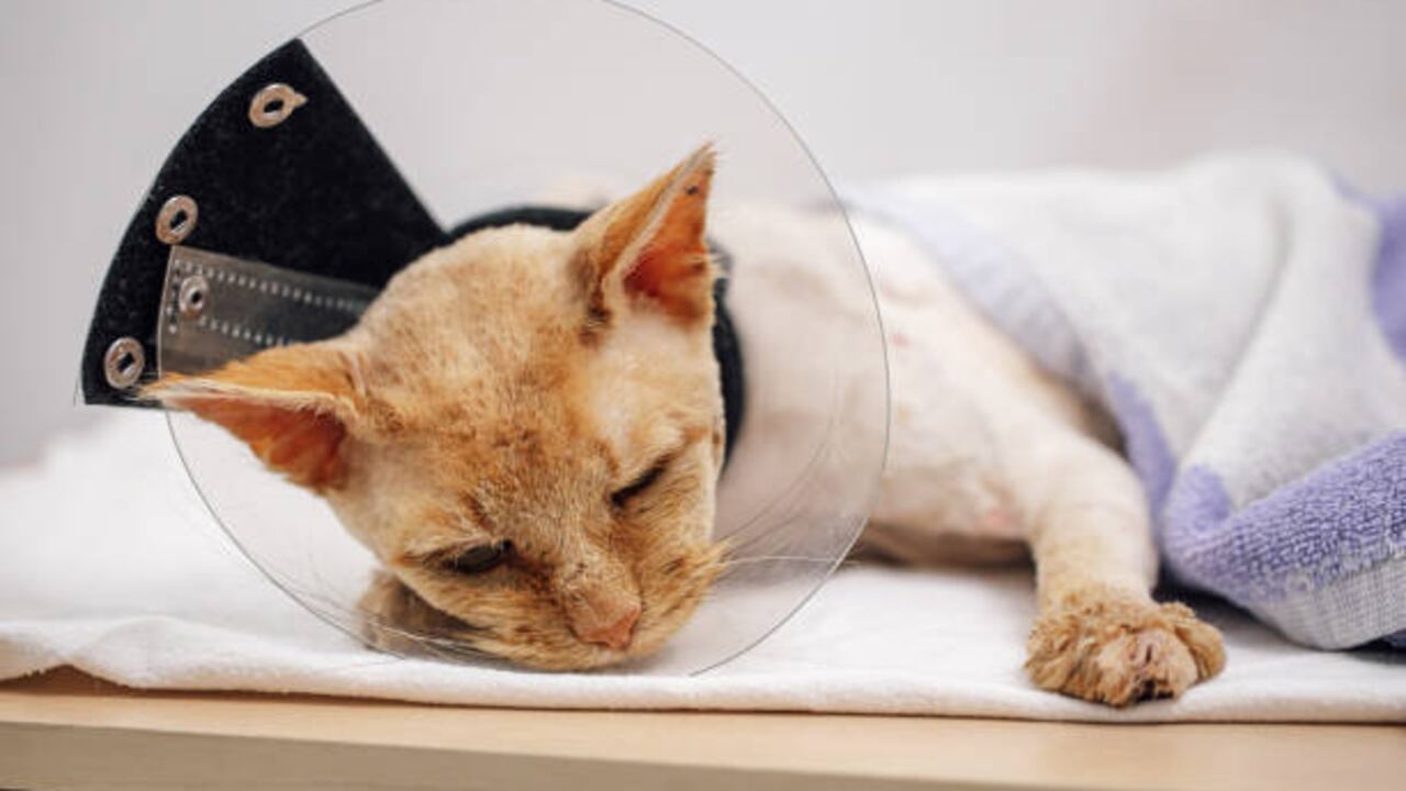 La influenza aviar puede ser mortal para los felinos.