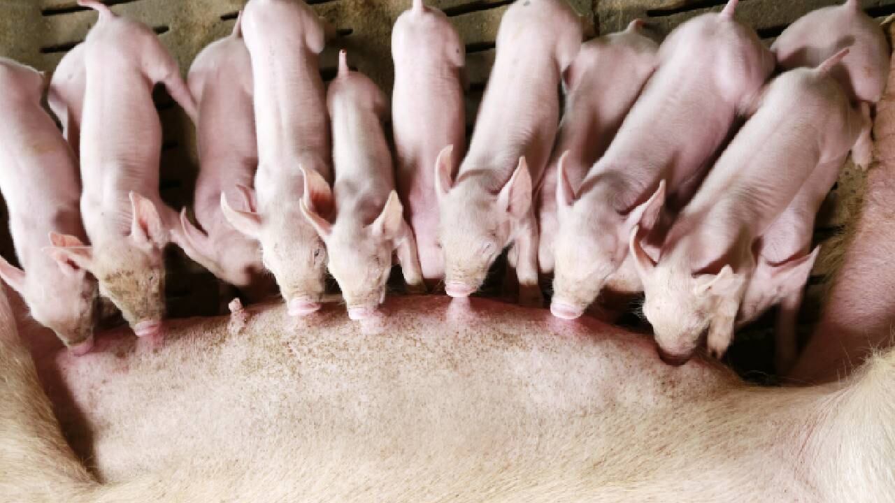 Uno de los casos más recientes conocidos se presentó en Argentina.