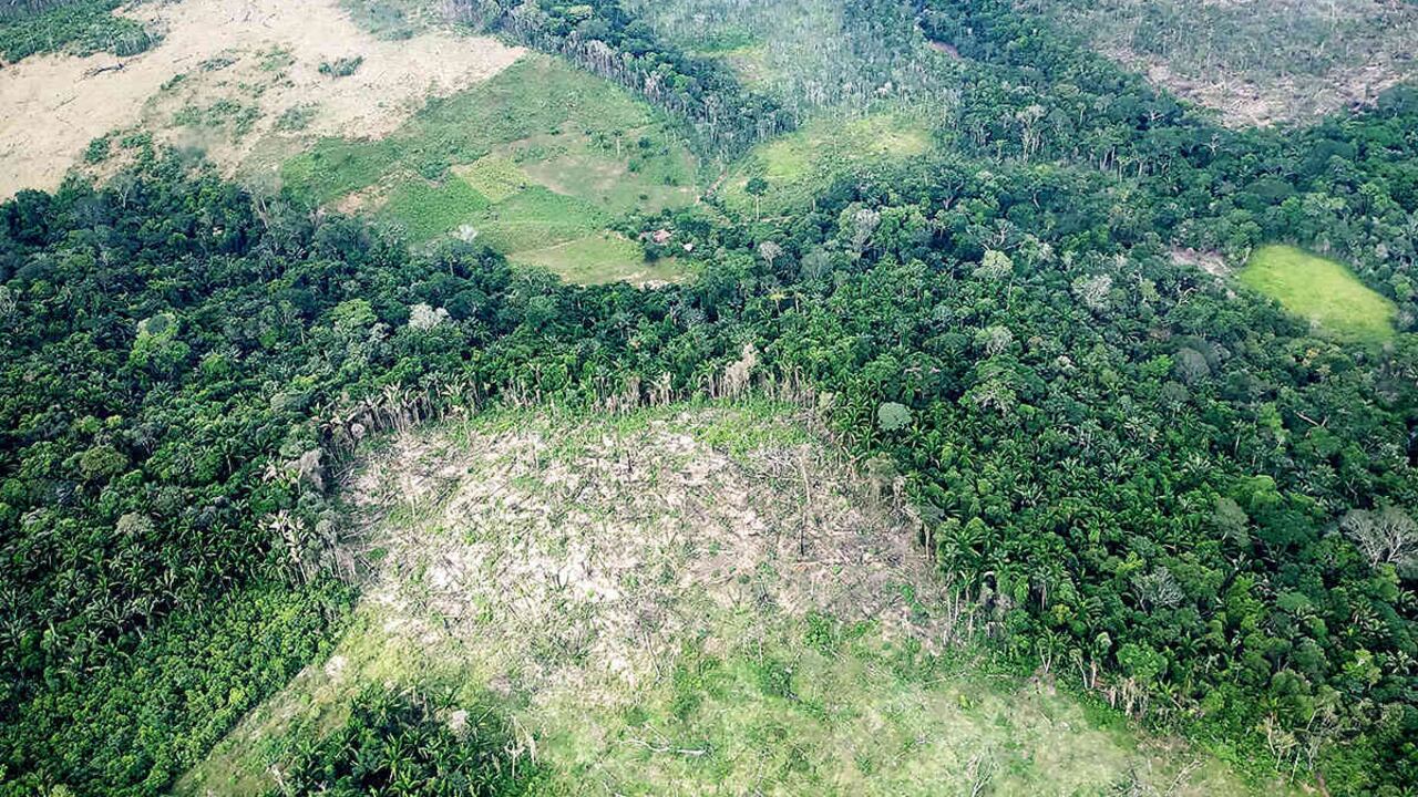 Se estima que la deforestación en 2018 llegó a alcanzar entre las 260.000 y 280.000 hectáreas en Colombia. Foto: archivo/Semana.