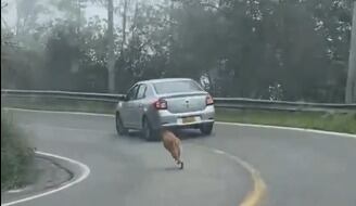El animal se muestra visiblemente cansado tras correr por varios metros.
