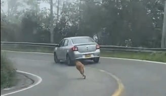 El animal se muestra visiblemente cansado tras correr por varios metros.