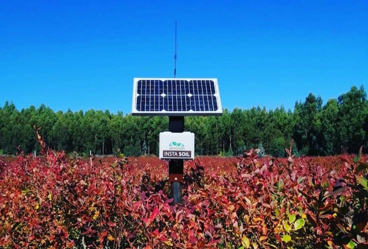 Además del ahorro en energía superior al 15% y en mano de obra aproximado del 25% en las labores de riego, también produce un impacto positivo en la calidad de la fruta.