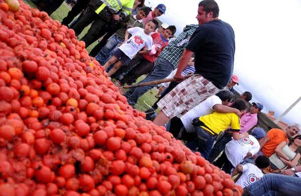 Casi 700 kilos de tomate en descomposición y no apto para el consumo se utiliza para la tomatina de Sutamarchán.  