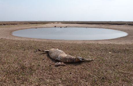 La Gobernación pretende construir más pozos de agua pero analistas explicaron que el problema es la deforestación y se arregla sembrado árboles y protegiendo los humedales (Wilson Durán / laschivasdelllano.com).