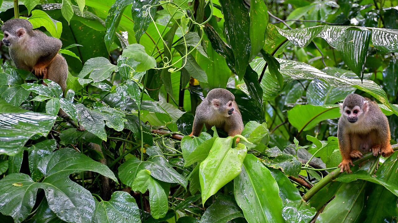Diversidad, aventura, cultura y aprendizaje es lo que tiene por ofrecer Amazonas, ubicado en el extremo sur del país, en gran parte al sur de la línea ecuatorial, en la región Amazonía, un destino que aún está por descubrir.
