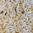 Los gorgojos son animales que con frecuencia hacen presencia en las cocinas.