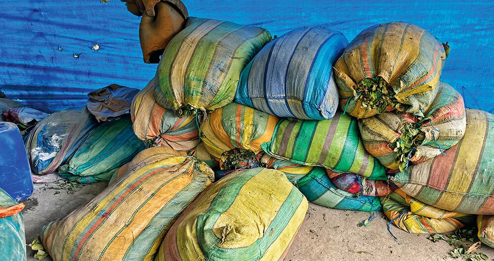 Los vientos que soplan a favor de los cocaleros juegan en contra de la campaña que emprendió Gustavo Petro para cambiar la economía del cañón por cacao, café y diversos productos agrícolas.