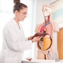 El hígado es uno de los cinco órganos vitales del cuerpo.