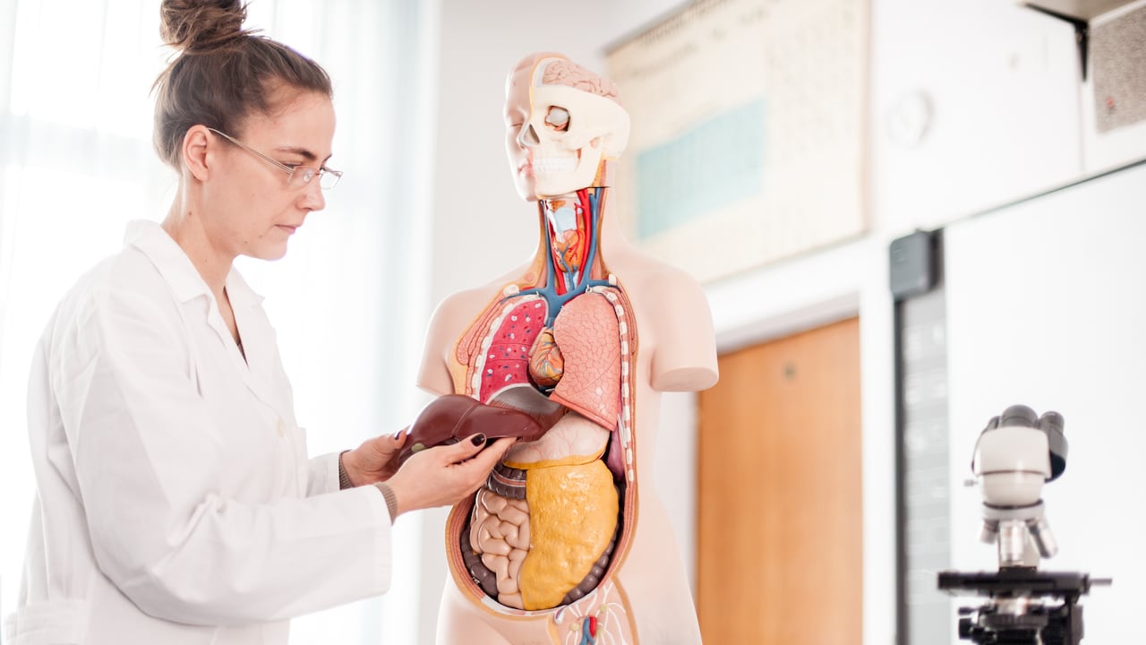 El hígado es uno de los cinco órganos vitales del cuerpo.