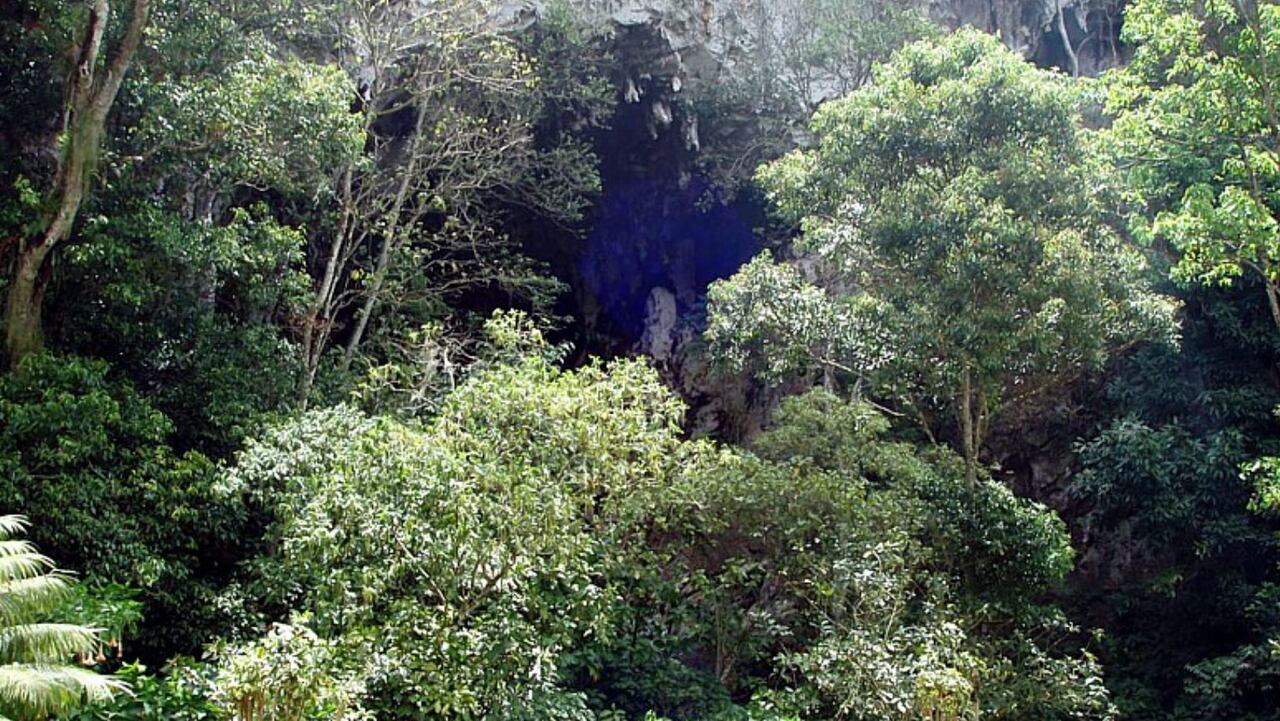 Parque Cueva de los Guácharos: ¿dónde queda y qué hacer en este destino?