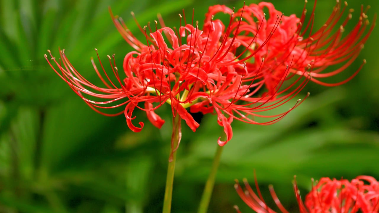 Lycoris Radiata o Flor del Infierno