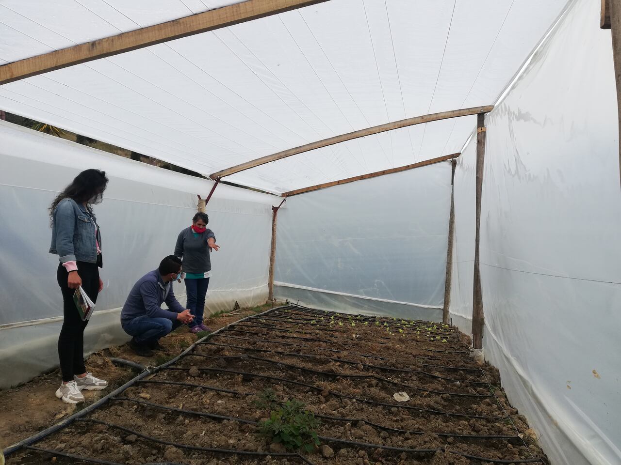 El Proyecto AICCA apoyó la adecuación de 16 invernaderos, así como el diseño e implementación de los sistemas de cosecha de agua lluvia que incluyen: captación, conducción, almacenamiento, filtrado, bombeo y riego por goteo.