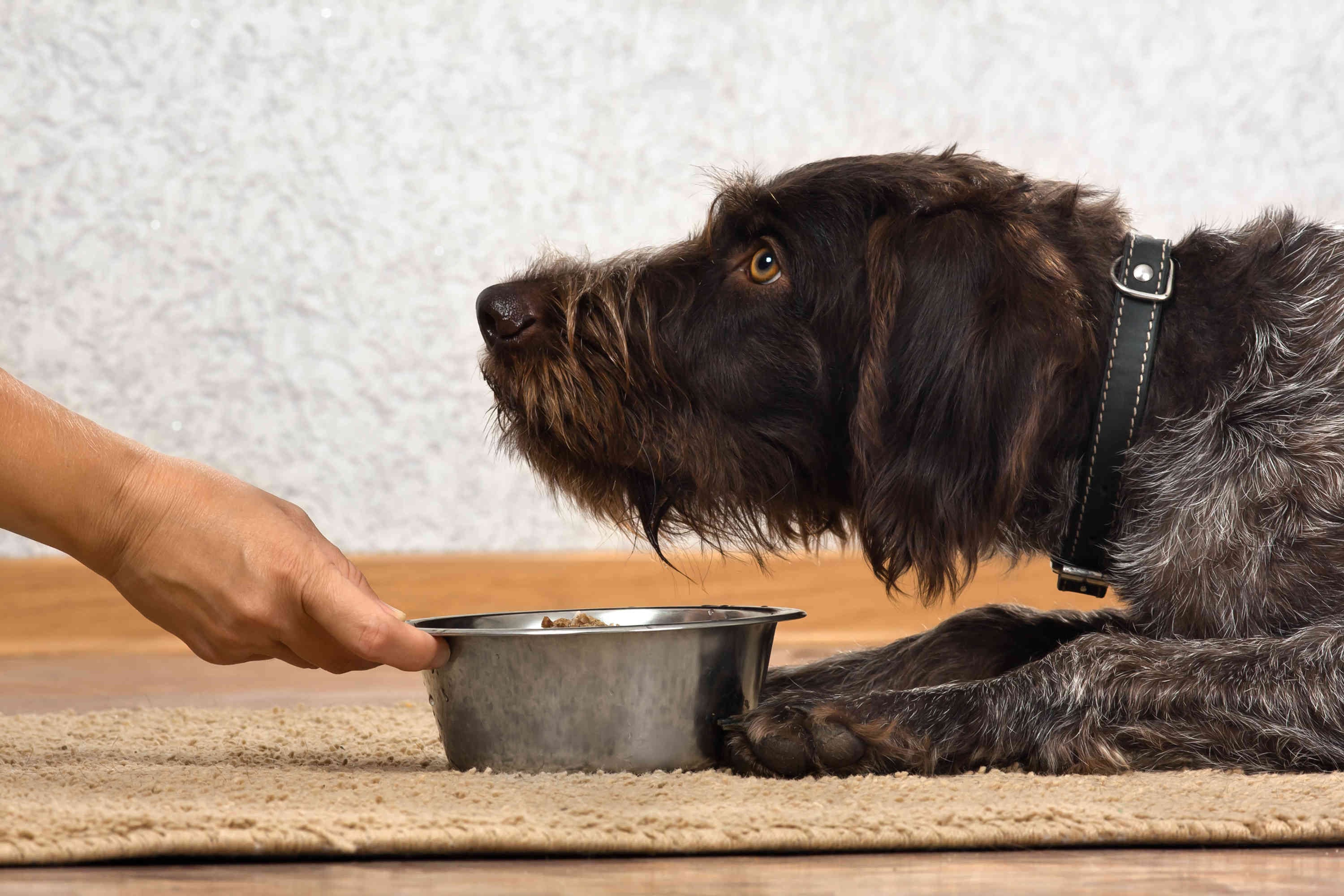 La FDA confirmó que la marca de alimentos para mascotas FI retiró del mercado dos suplementos para perros, debido a la posibilidad de que estén contaminados con salmonela.