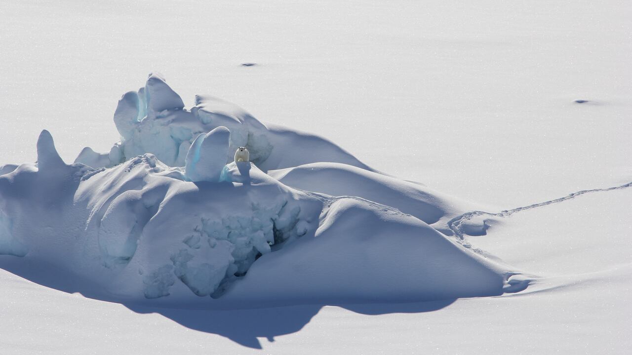 Esta imagen muestra un oso polar de pie sobre un iceberg cubierto de nieve que está rodeado de hielo fijo, o hielo marino conectado a la costa, en el sureste de Groenlandia en marzo de 2016 (Foto de Kristin Laidre / AFP).