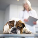 Los perros con mayor riesgo de sufrir de cáncer.