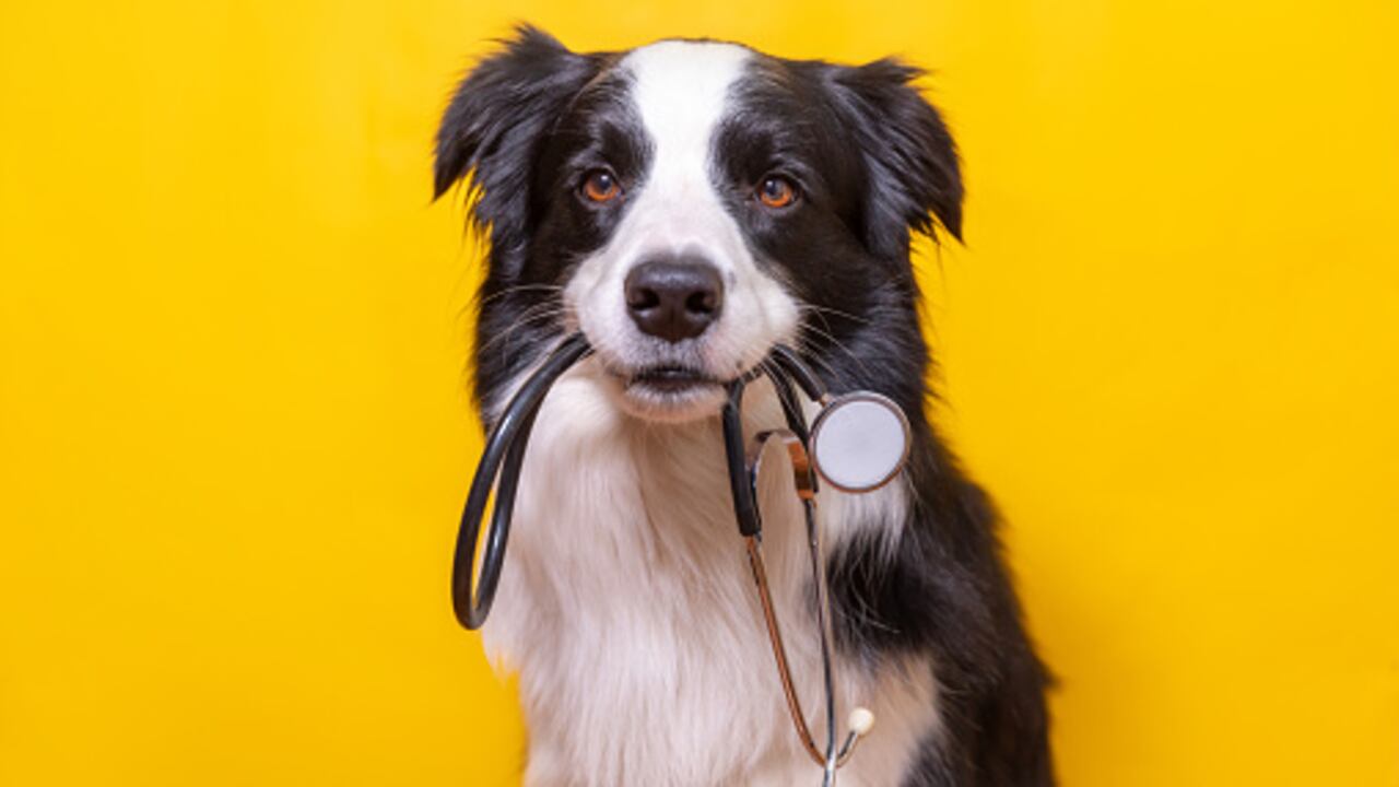 Es clave aprender a detectar los síntomas de un virus para llevar oportunamente al perro a un veterinario.