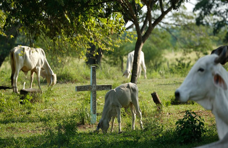 Ganaderos y agricultores se han apropiado de los predios del viejo pueblo, desplazando las tumbas que los armeritas levantaron en honor a sus muertos. Esas tierras invadidas, que ni el propio Gobierno sabe a quién pertenecen oficialmente, son en muchos casos el único bien que conservan los sobrevivientes.