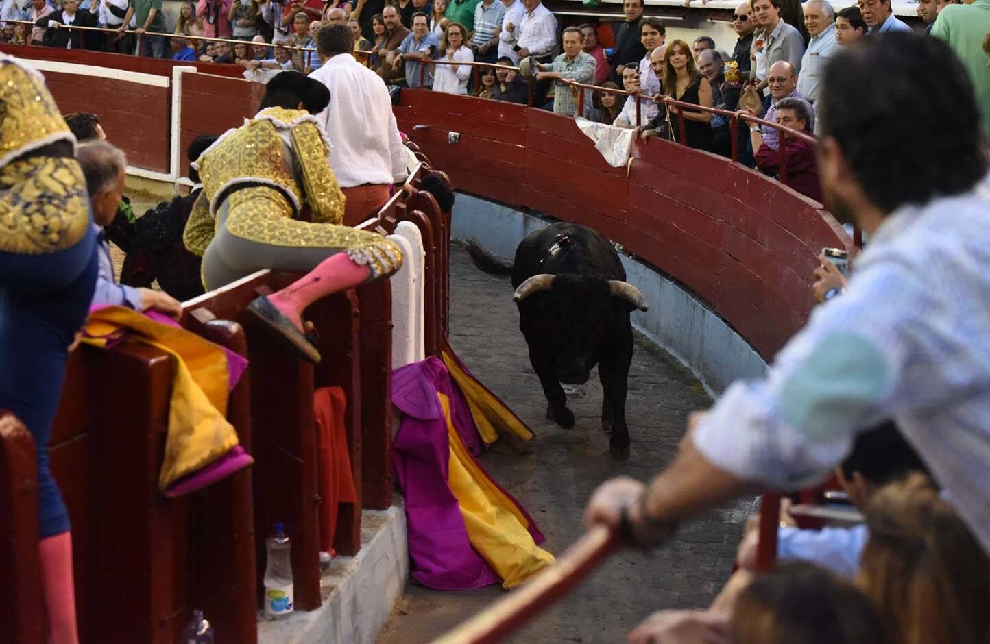 Adriano, toro de Salento que saltó al callejón. Cali, 30 de diciembre de 2017