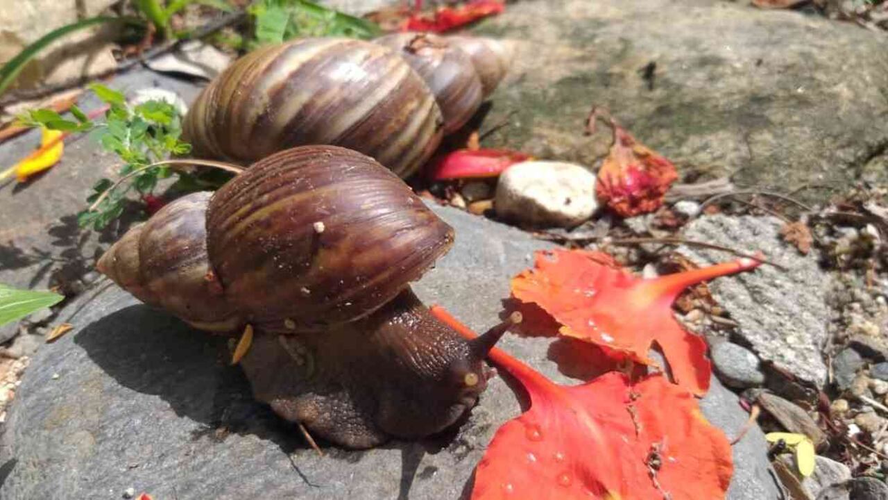 El caracol africano es una de las especies invasoras que se encuentra en diferentes regiones de Colombia. Foto: Corpamag